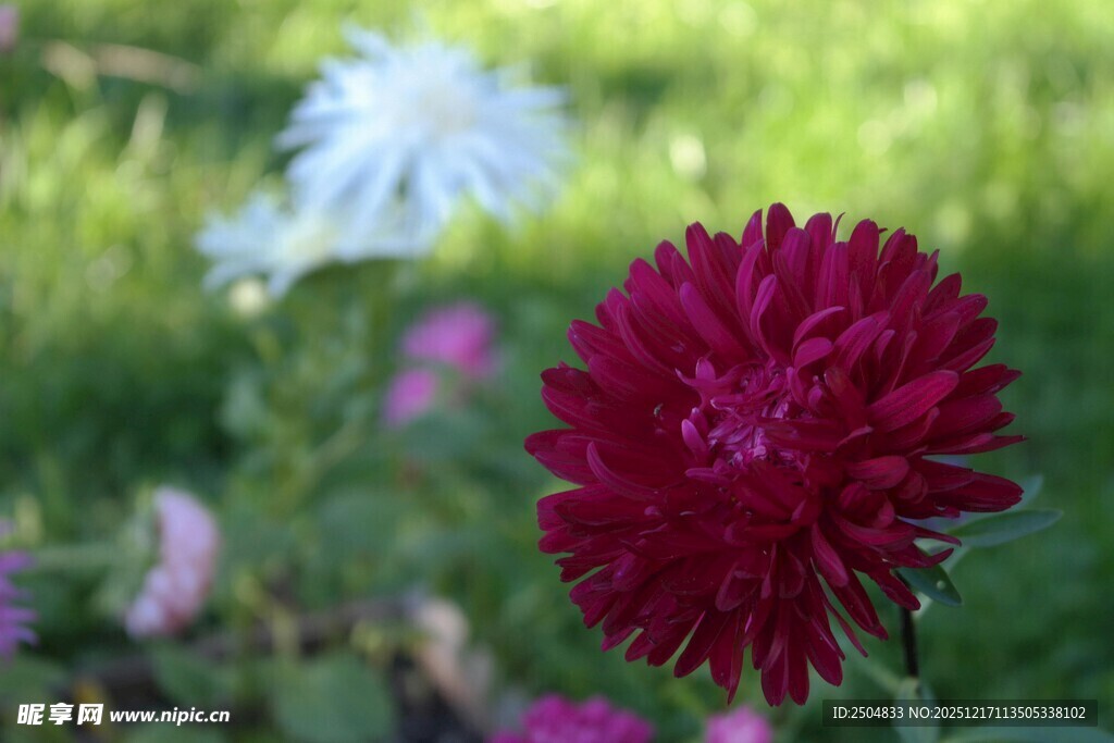 深红翠菊绽放于绿意间
