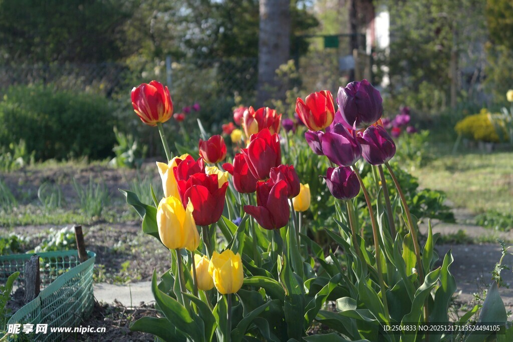多彩郁金香绽放花园