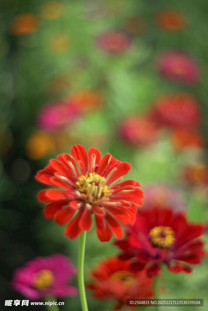 娇艳红花绽放于花丛中