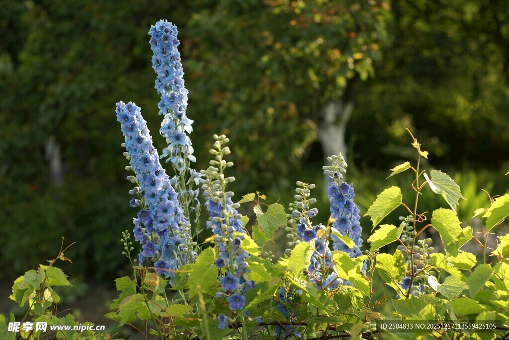 蓝花绽放于绿意之中