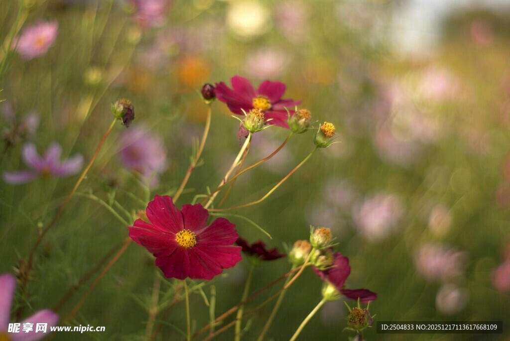 烂漫花丛中的娇艳花朵