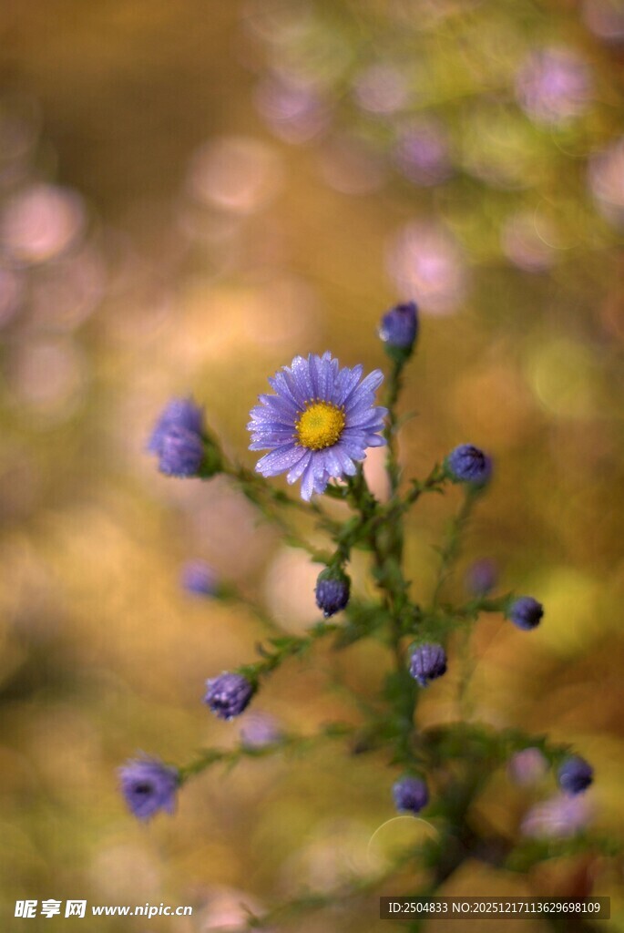 紫色小花绽放于自然间