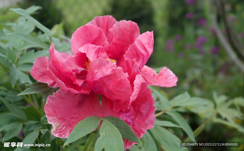 娇艳盛开的红牡丹