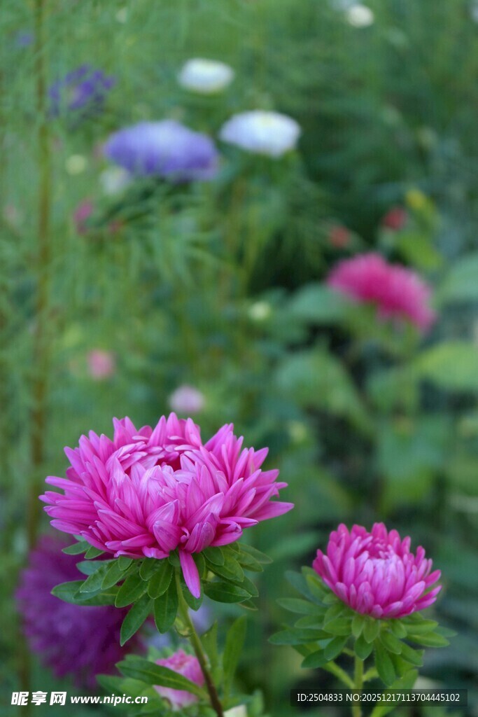 娇艳紫菀绽放于花丛中