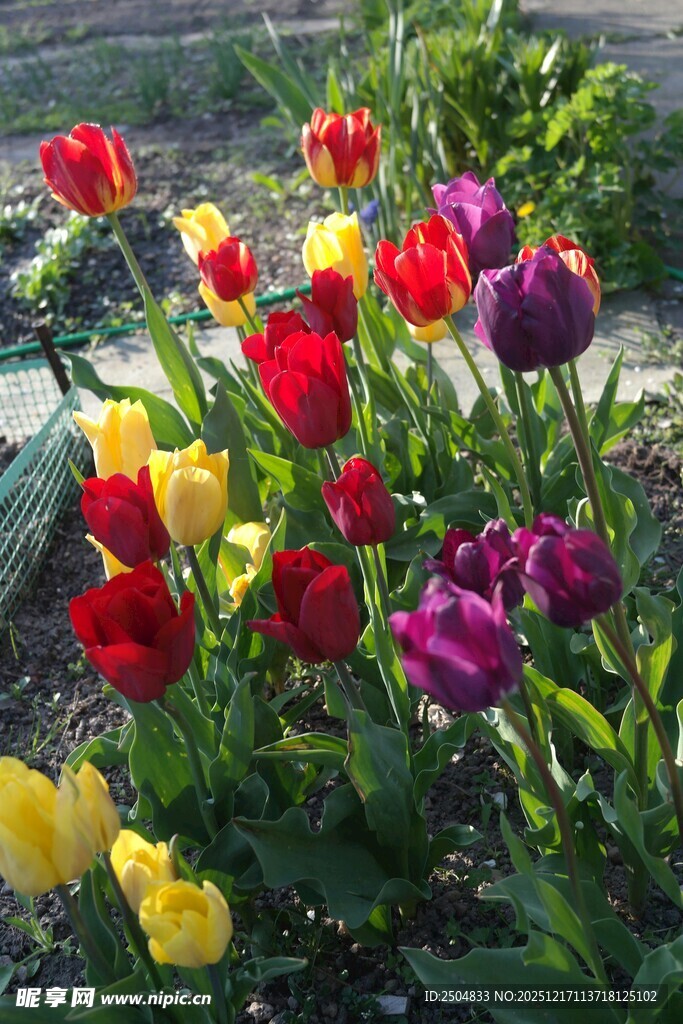 多彩郁金香绽放花园