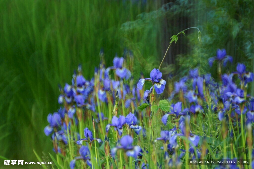 蓝紫色野花绽放于绿野