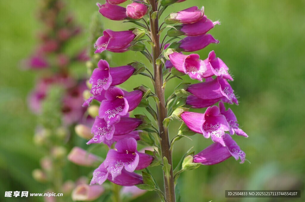 紫色毛地黄绽放