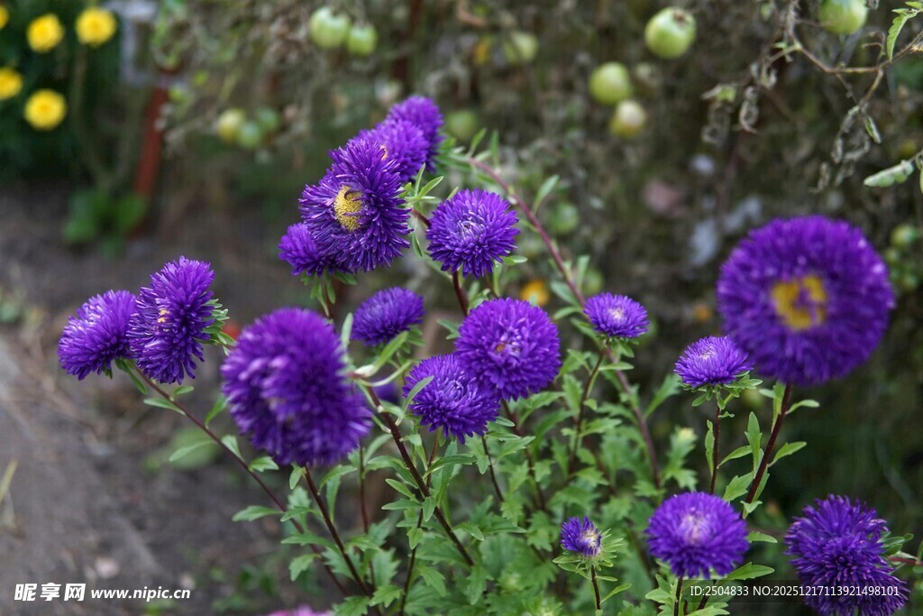 紫色翠菊绽放美丽瞬间