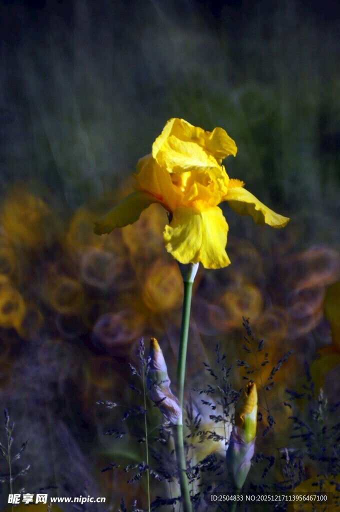 黄色鸢尾花特写