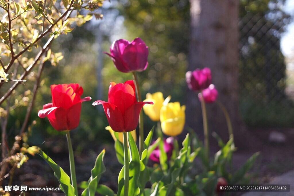 多彩郁金香绽放于花园