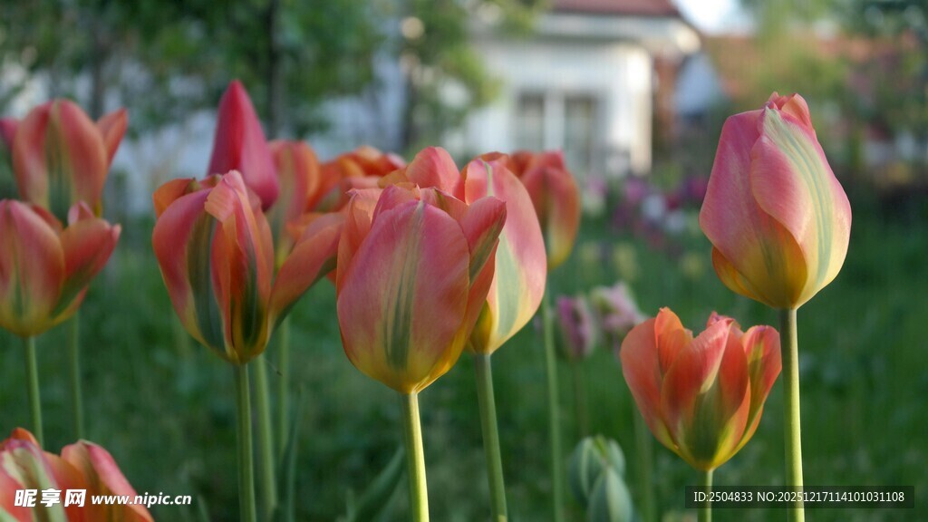 艳丽郁金香绽放于花丛