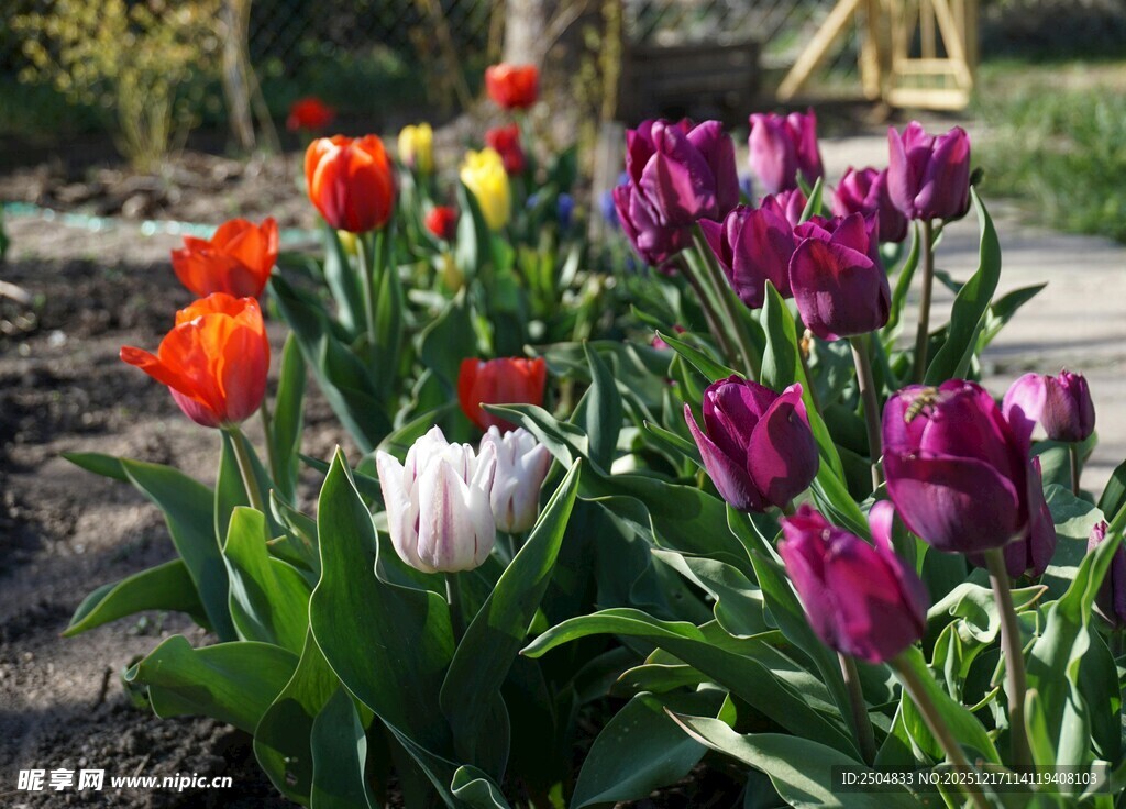 多彩郁金香绽放花园