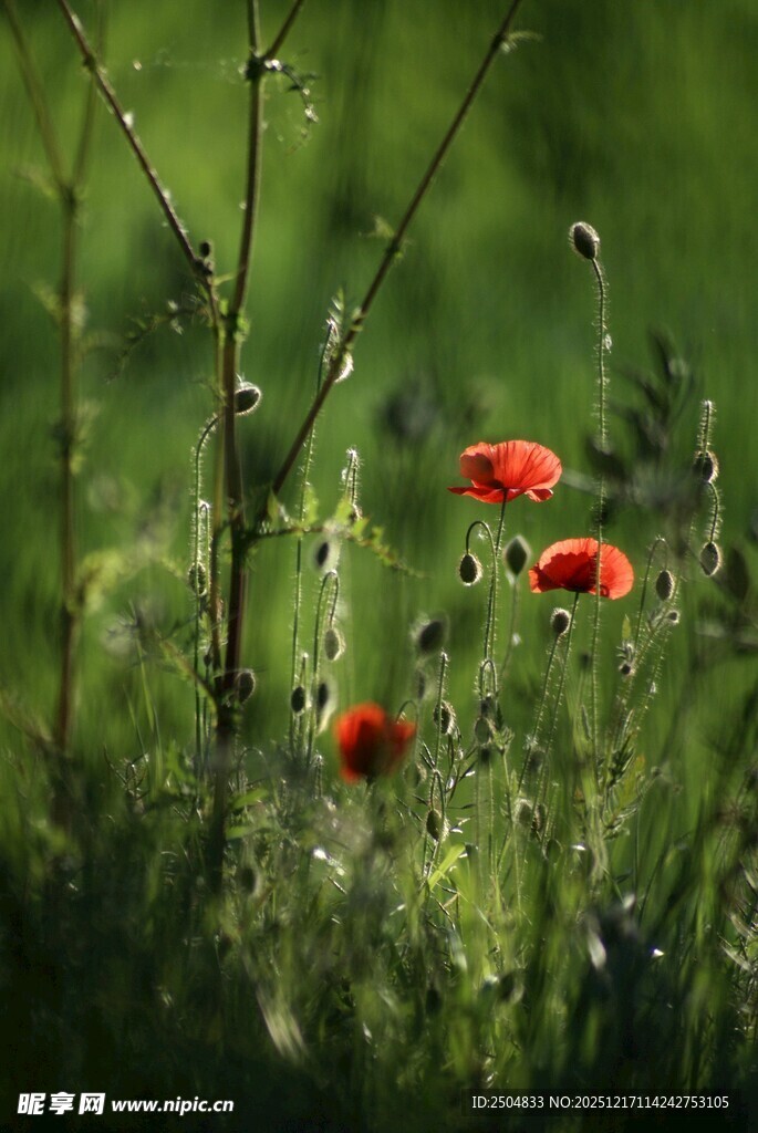 草丛中的艳丽红色花朵