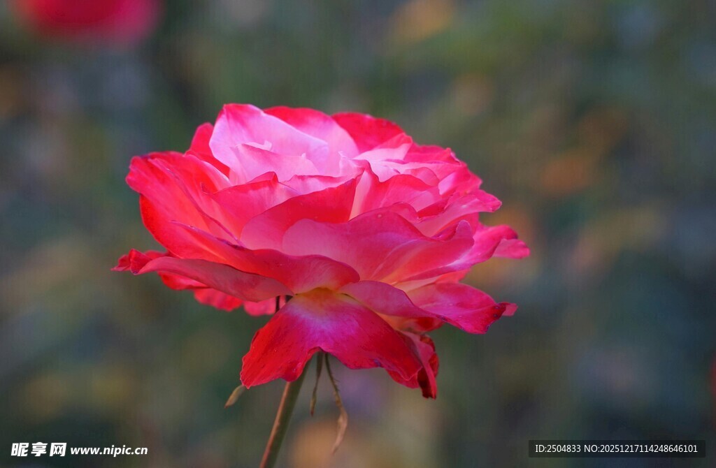 娇艳欲滴的红玫瑰