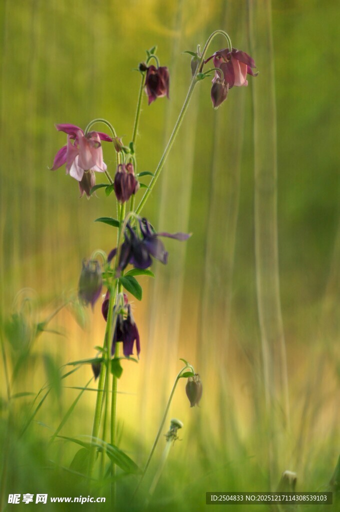 梦幻紫花绽放于绿野间