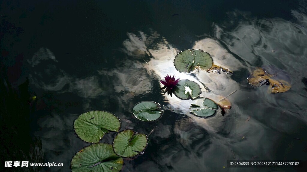 水中睡莲与漂浮莲叶