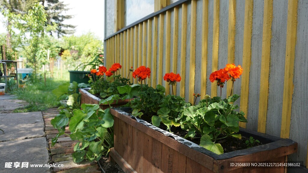 户外木花箱中的鲜艳花朵