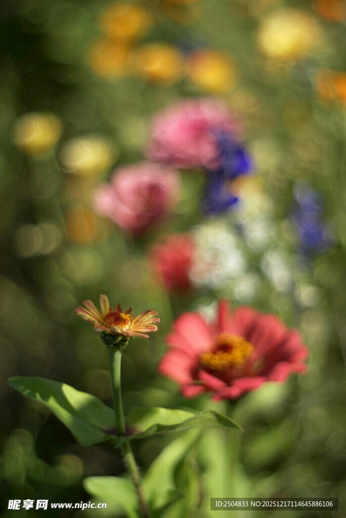 多彩花丛中的娇艳花朵