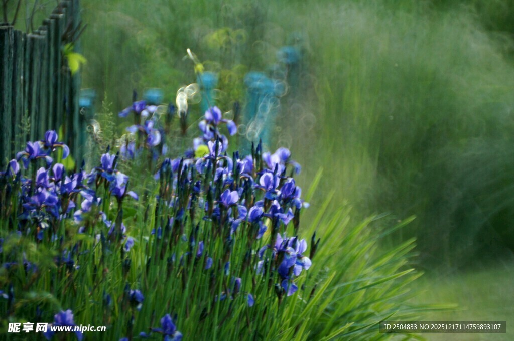 蓝紫色鸢尾花绽放美景
