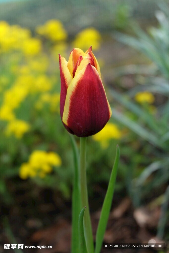红黄双色郁金香绽放