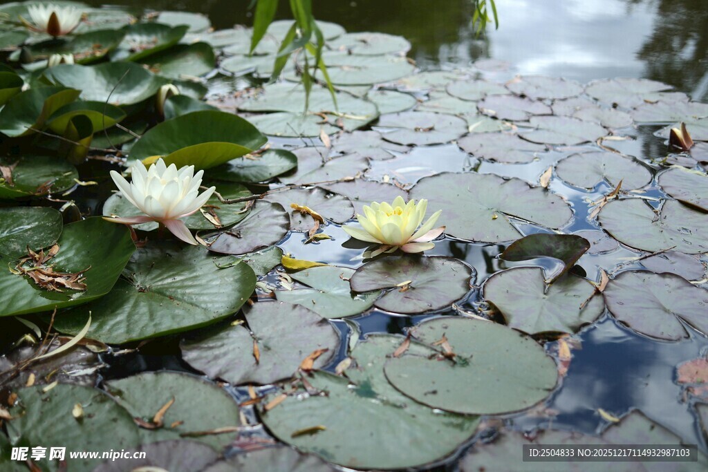 池塘中的睡莲与荷叶