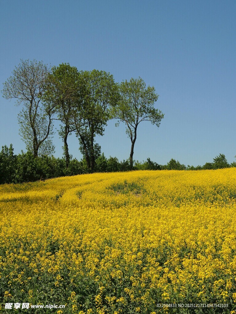 金黄花海中的树木景观