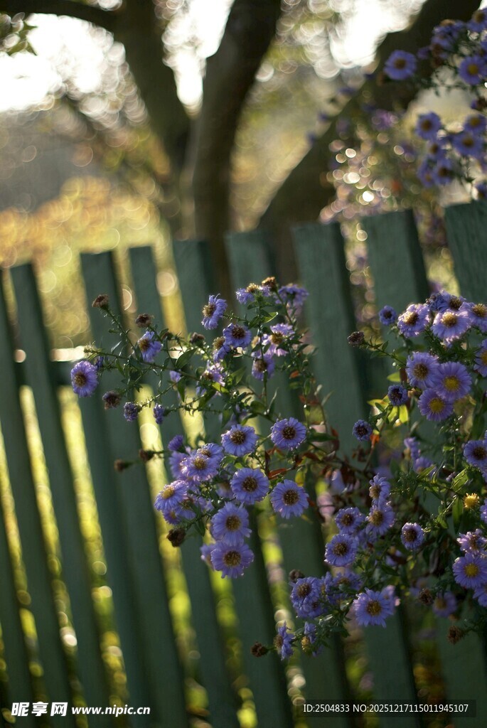 栅栏旁绽放的紫色花卉