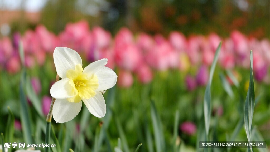 白色水仙与粉色郁金香