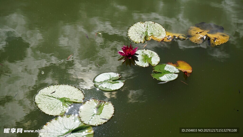 水中睡莲与漂浮叶片景观
