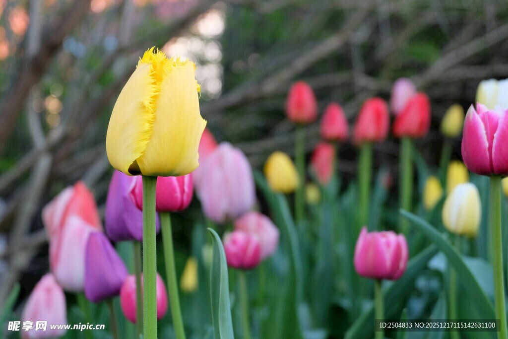 多彩郁金香绽放花丛中