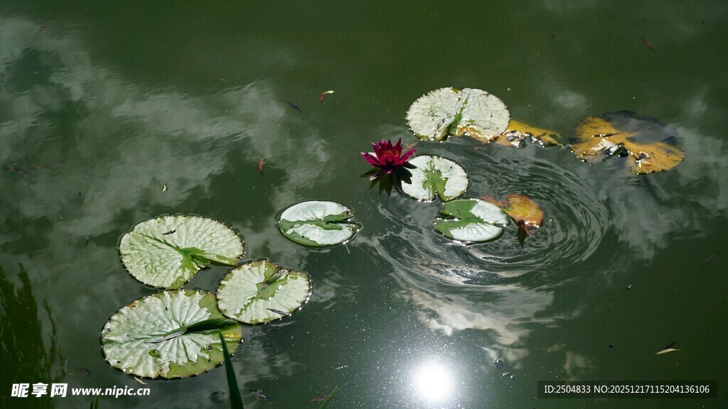 池塘中漂浮的睡莲与锦鲤