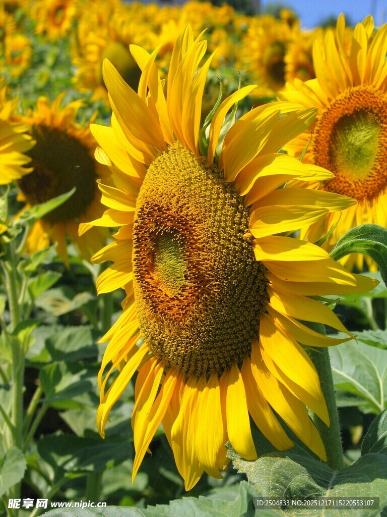 灿烂向日葵花海