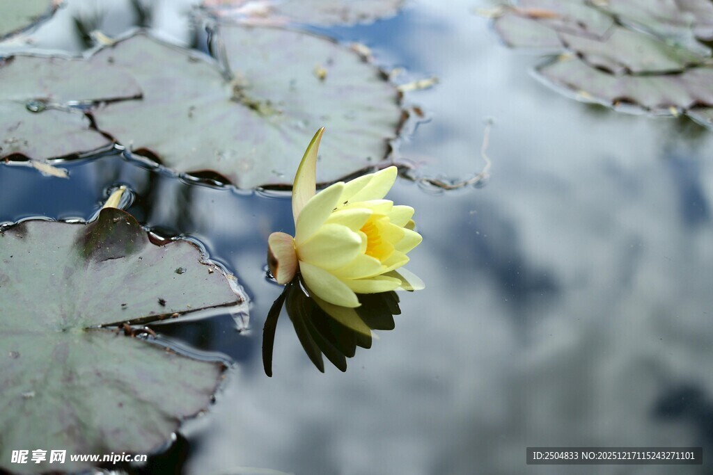 水中绽放的黄色睡莲