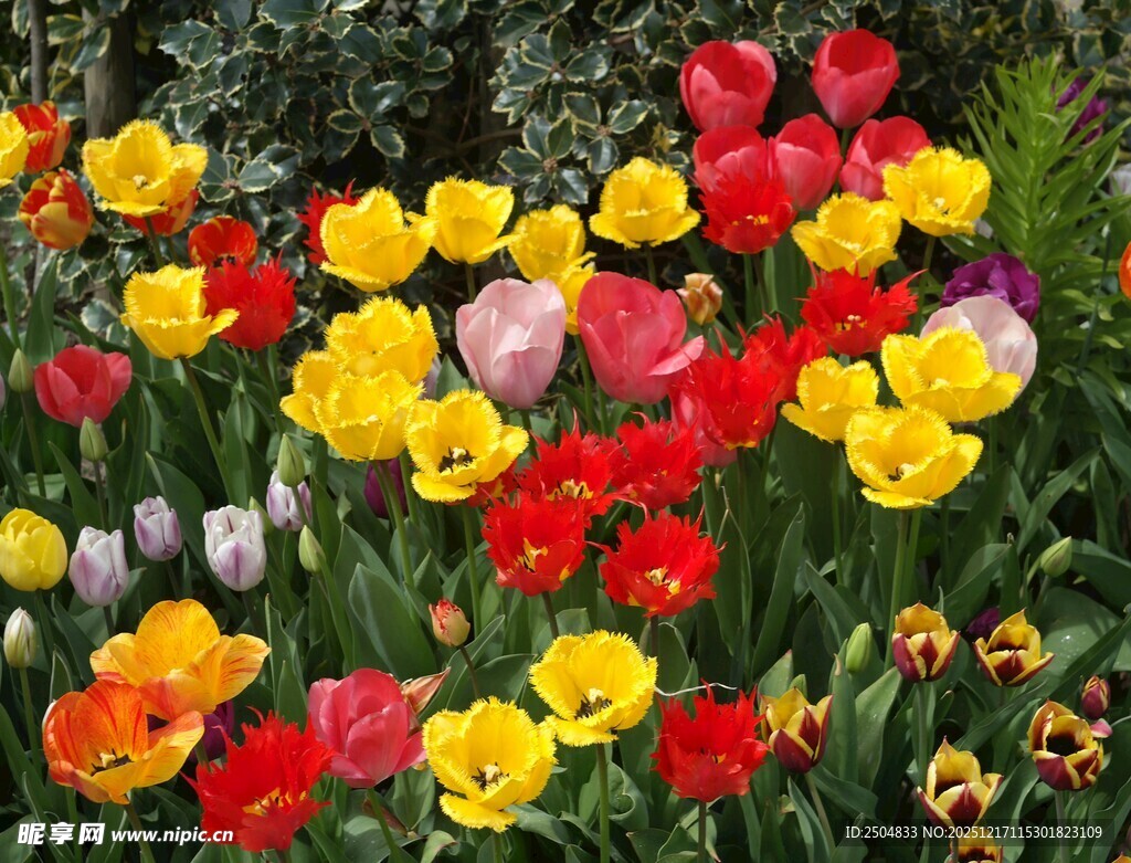 多彩郁金香绽放花园