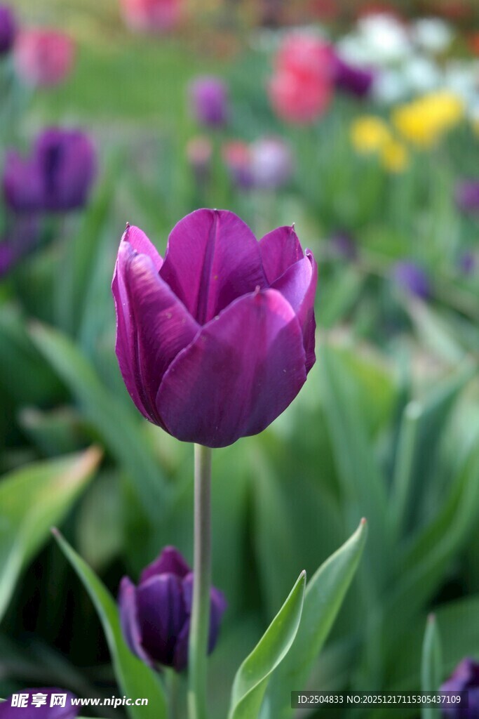 紫色郁金香绽放于花丛