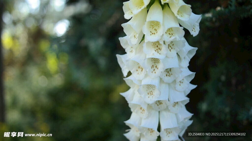 白色毛地黄花特写