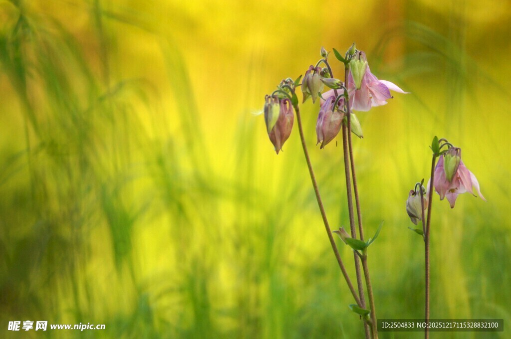 田野中的紫色小花