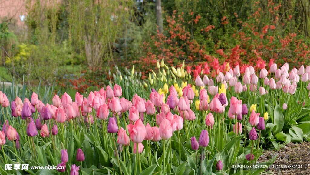 缤纷郁金香花海