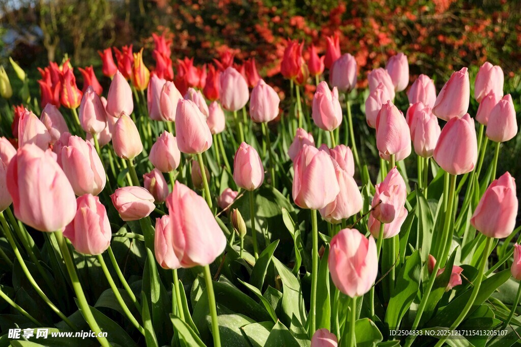 粉色红色郁金香花丛