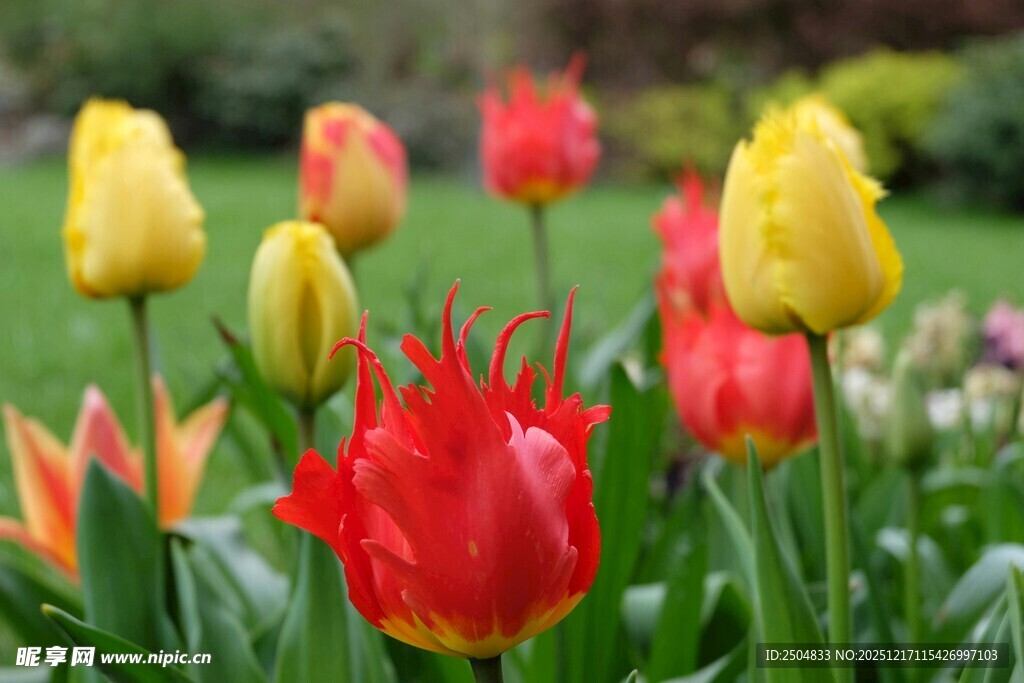 多彩郁金香绽放于花园