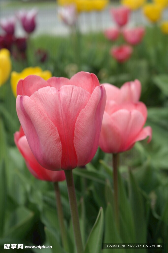 娇艳粉色郁金香绽放