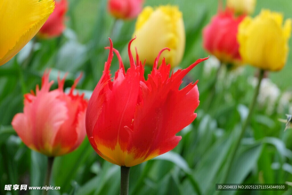 多彩郁金香绽放