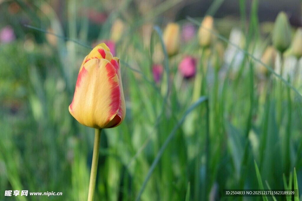 绽放的双色郁金香
