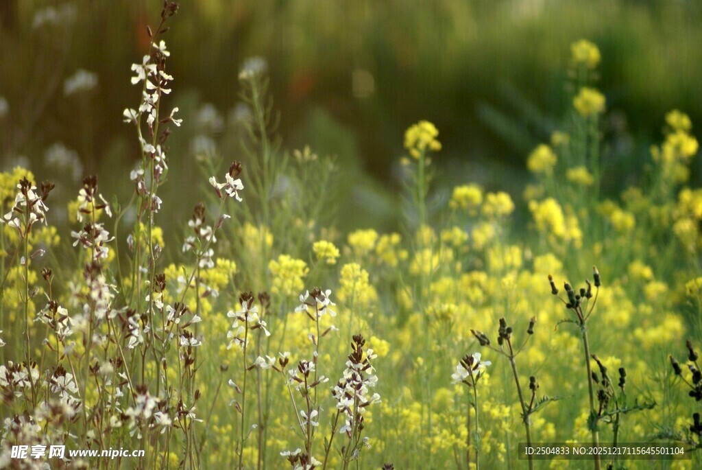 春日野花绽放美景