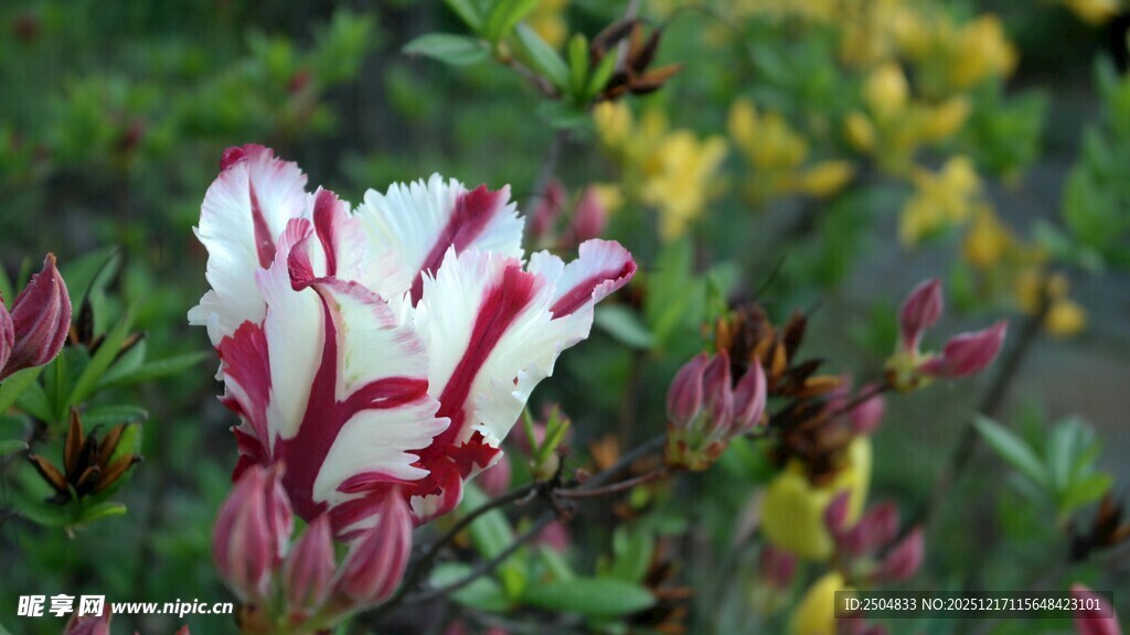 红白条纹花朵特写