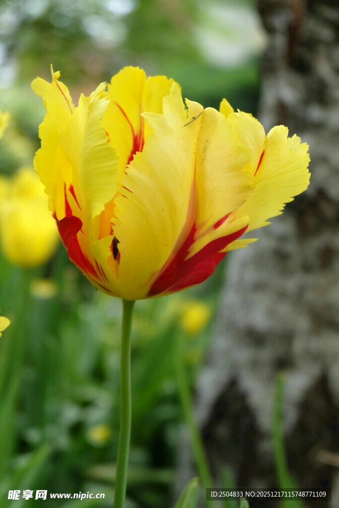 黄红相间的美丽郁金香