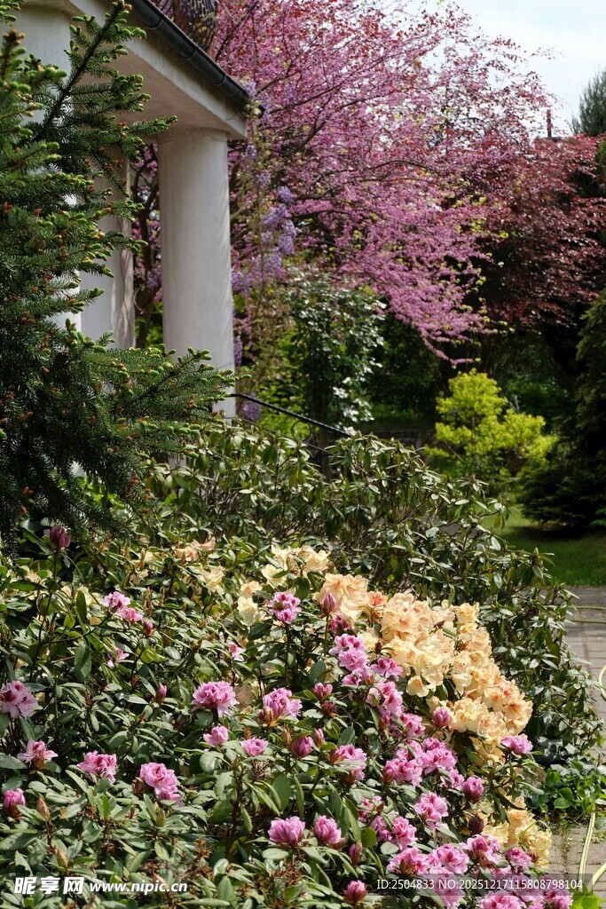 春日繁花盛开的庭院美景