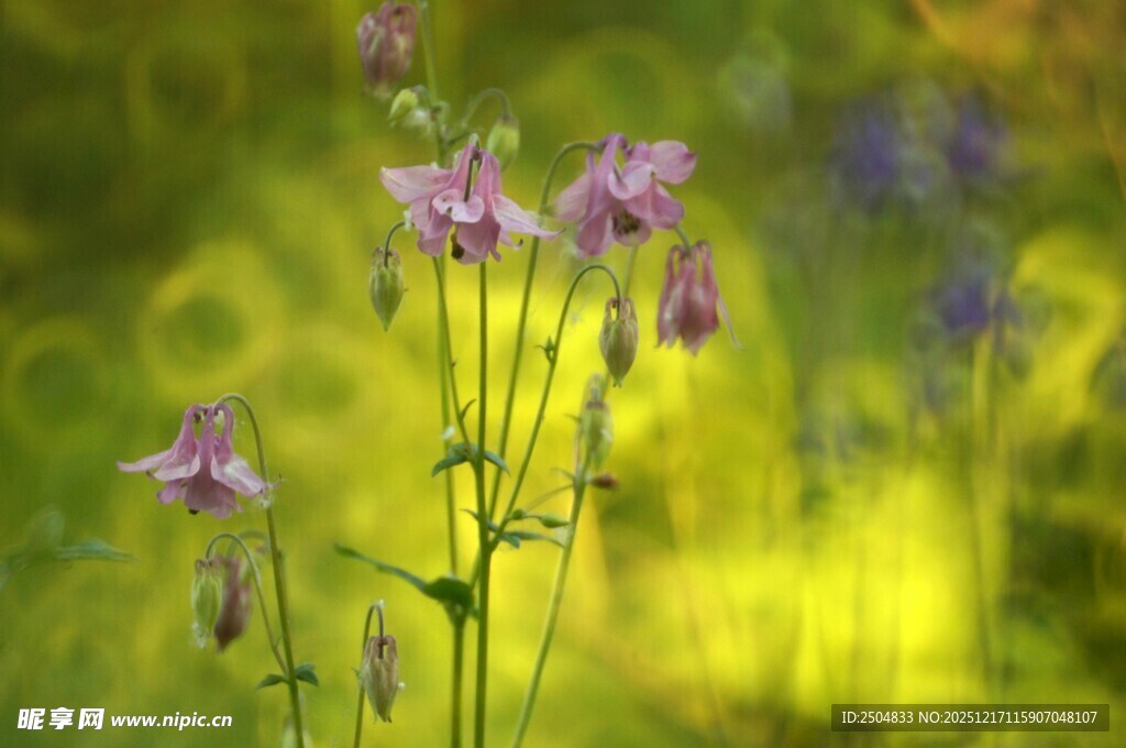 紫色野花绽放于绿意间