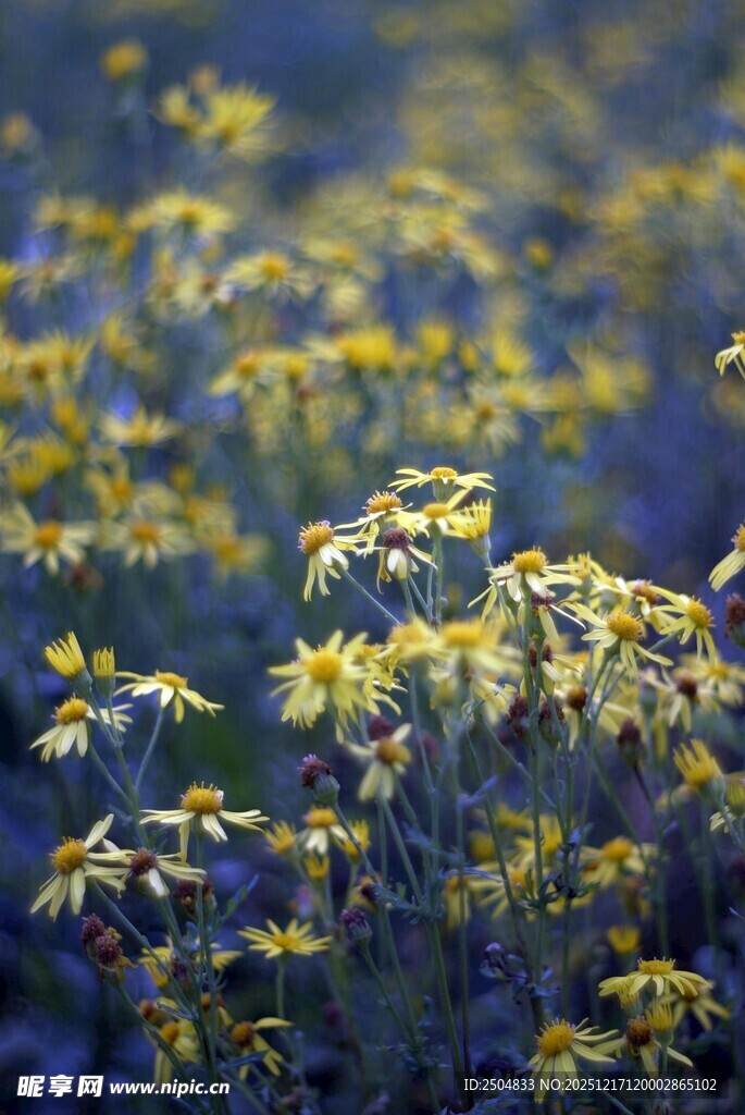 金黄小花绽放的美丽景致