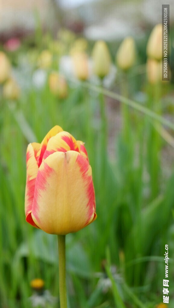 红黄相间的美丽郁金香